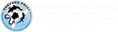 Footer Logo